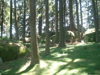 Bärnkopf-Landschaft-Sommer-Weinsbergerwald