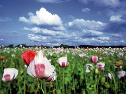 Mohnblüte-Waldviertel