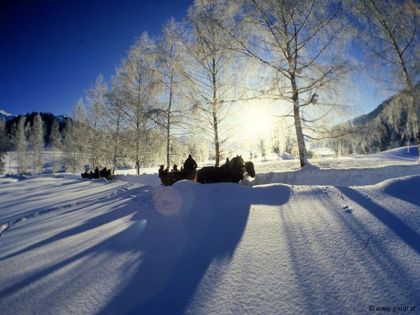 Pferdeschlitten Winter Sonne
