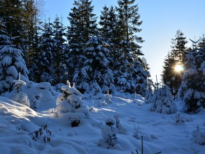 Winterimpression Sonne Wald Bärnkopf